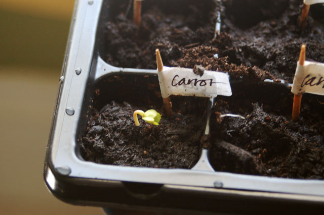 carrotseedling.jpg