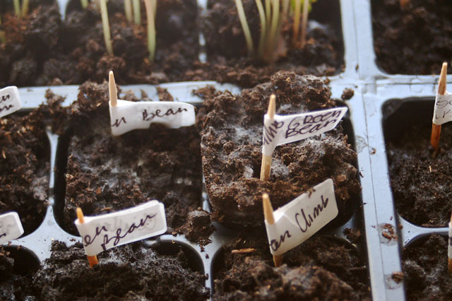 greenbeanseedling.jpg