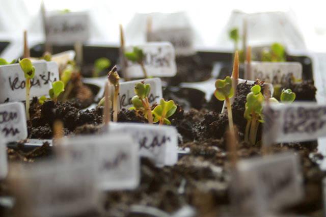 radishseedling2.jpg
