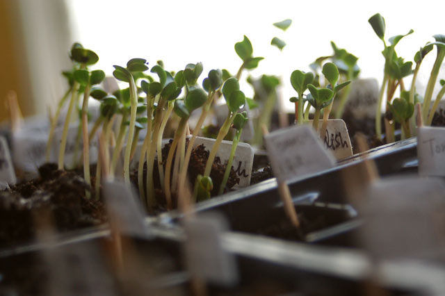 radishseedling3.jpg