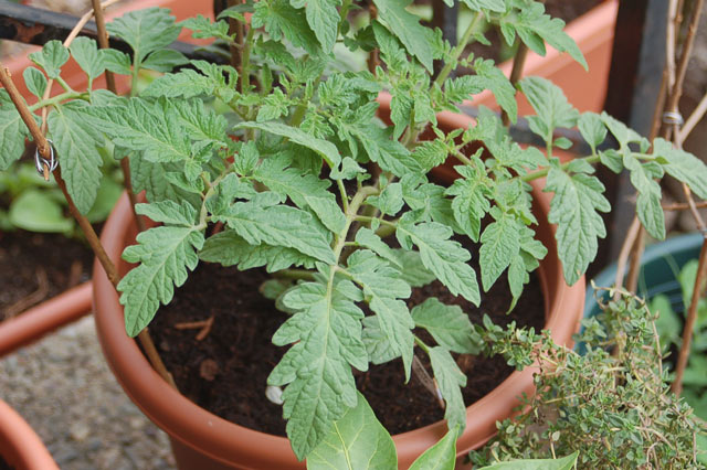 bigtomato
