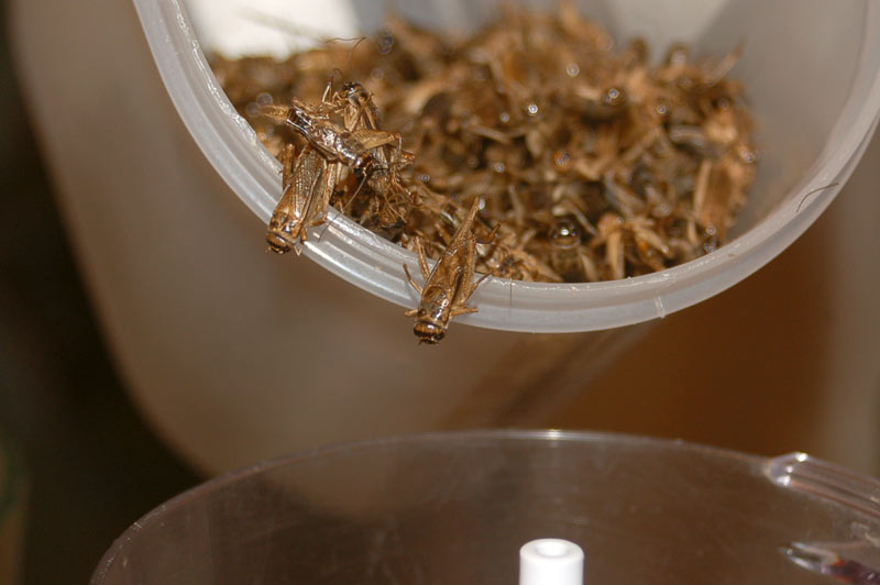 cricketmeal