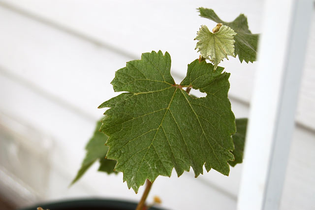 grapes