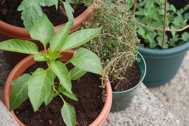 pepperplant