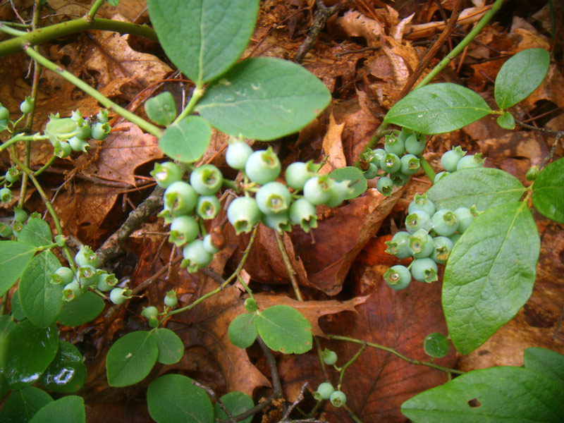 wildblueberries1